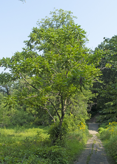 Butternut tree