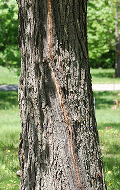 old bark