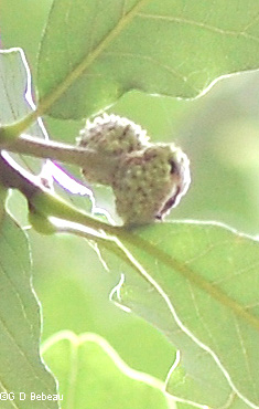 young acorn