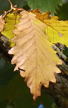 Chinkapin fall leaf