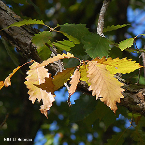 fall leaves