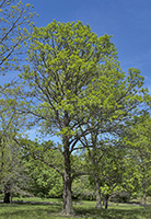 Chinquapin Oak tree