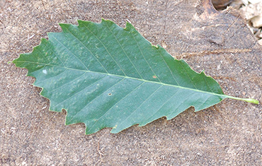 leaf