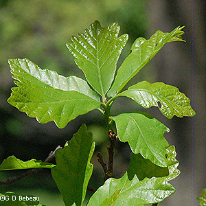 leaf cluster