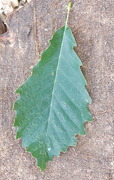 chinkapin leaf