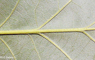 leaf underside