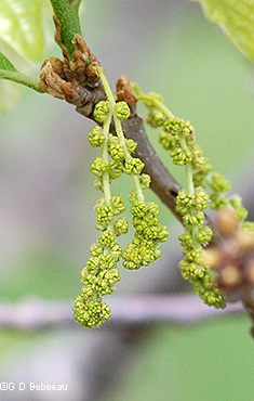 male flowers