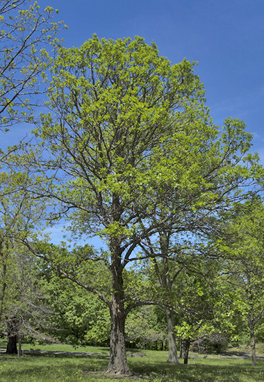 full tree
