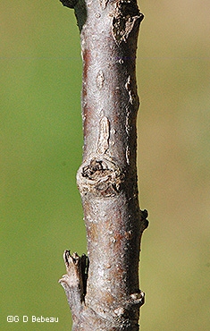 old twig