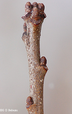 twig