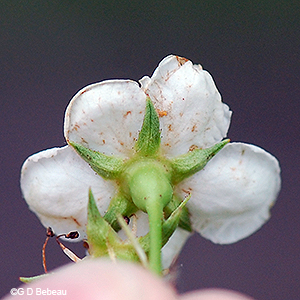 calyx