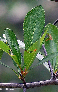 leaves