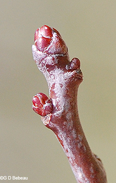 twig