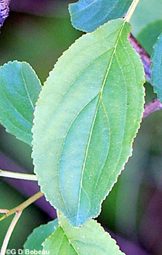 Common Buckthorn leaf