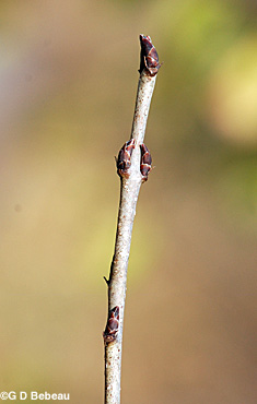 Common Buckthorn twig