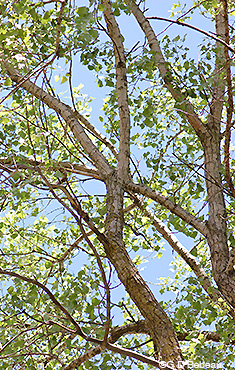Cottonwood upper branches