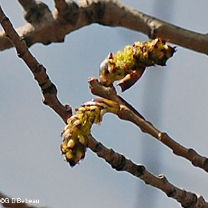 Female catkin