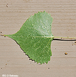 Cottonwood leaf