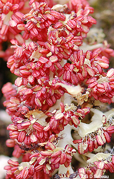 Cottonwood male catkin