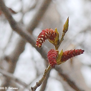 Male Catkin in tree