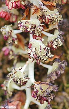 Cottonwood male stamens
