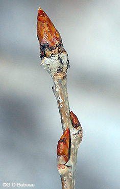 Cottonwood twig