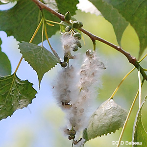 Cottonwood seeds