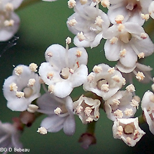 Flower close-up
