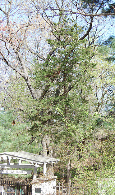 Eastern Red Cedar Tree
