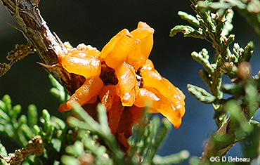 Eastern Red Cedar Apple Rust Gall