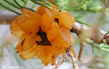 Eastern Red Cedar Apple Rust Gall