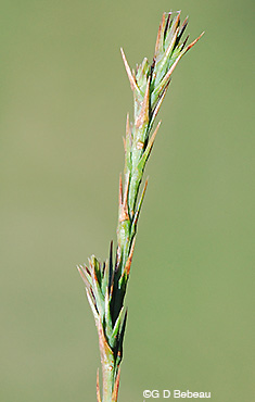 Eastern Red Cedar alternate leaf