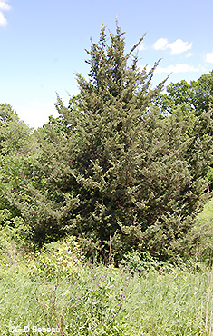 Upland tree