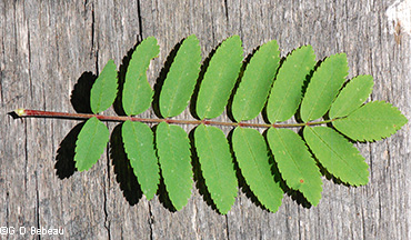 leaf