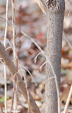 bark