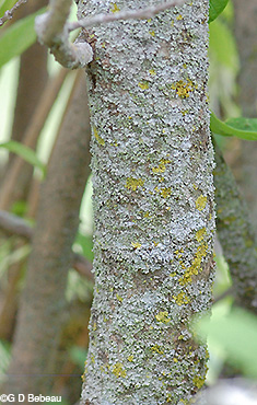 bark