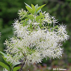 flower cluster