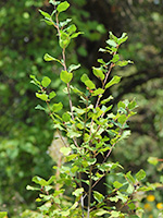 Glossy Buckthorn