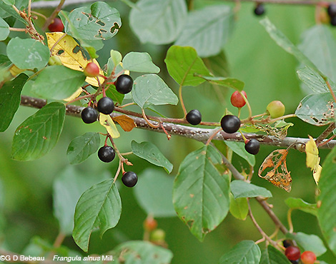 Glossy Buckthorn berries