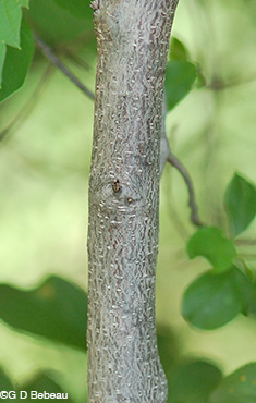 Glossy Buckthorn bark