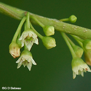 Glossy Buckthorn Flower