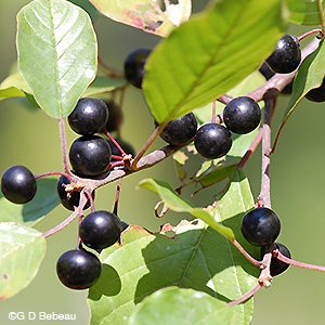 Glossy Buckthorn mature fruit
