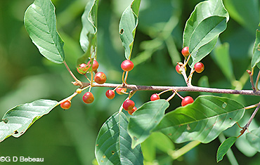 Glossy Buckthorn red fruit