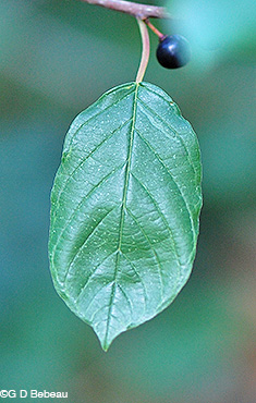 Glossy Buckthorn leaf