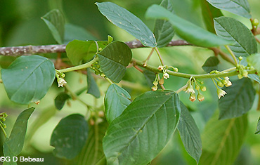 Glossy Buckthorn flowering  stem