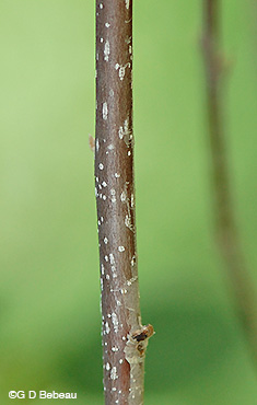 Glossy Buckthorn twig