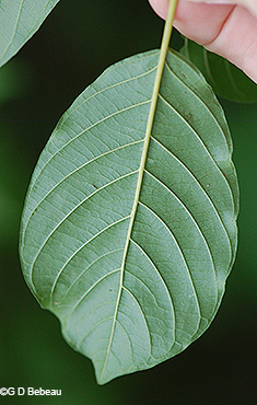 leaf underside