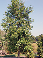 Green Ash Tree