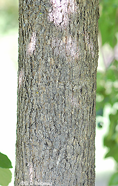 Green ash bark