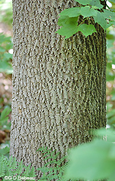 Green Ash bark